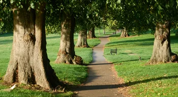 Summer tree lined path through park.jpg